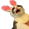 🐇 Эмодзи «👍 Котопак эмодзи» для Telegram