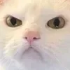 😠 Эмодзи «👍 Котопак эмодзи» для Telegram