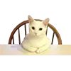 ⁉️ Эмодзи «👍 Котопак эмодзи» для Telegram
