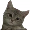 😕 Эмодзи «👍 Котопак эмодзи» для Telegram