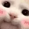 🥰 Эмодзи «👍 Котопак эмодзи» для Telegram
