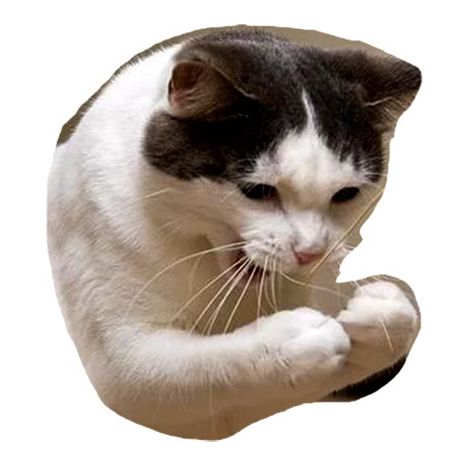 Стикерпак Caticker для Telegram — скачать