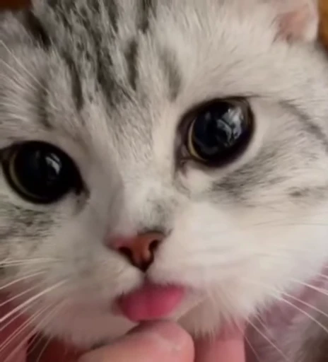 👅 Стикер «Котайзеры» для Telegram