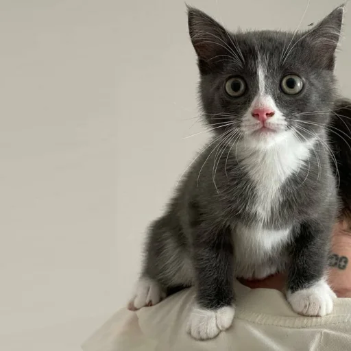 Стикерпак KikoCAT для Telegram — скачать