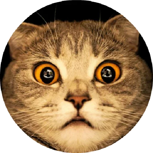 Стикерпак Котики и Кошечки 2 для Telegram — скачать