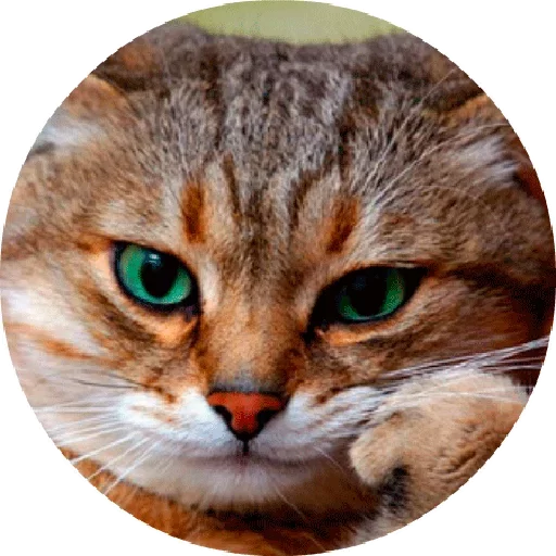 🐱 Стикер «Котики и Кошечки» для Telegram