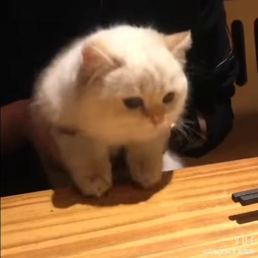 🧶 Стикер «Mood Cats» для Telegram
