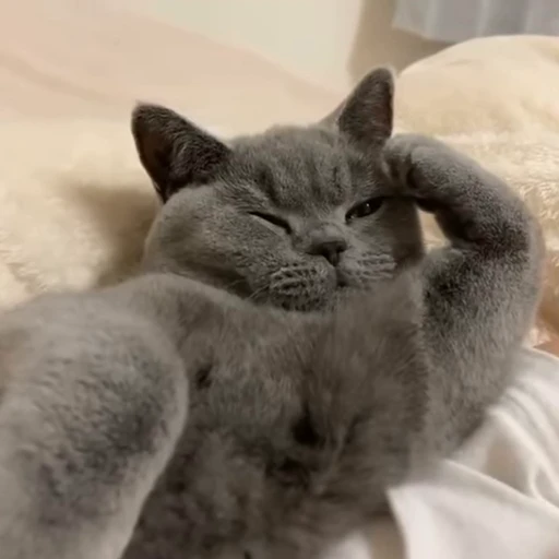🧶 Стикер «Mood Cats» для Telegram