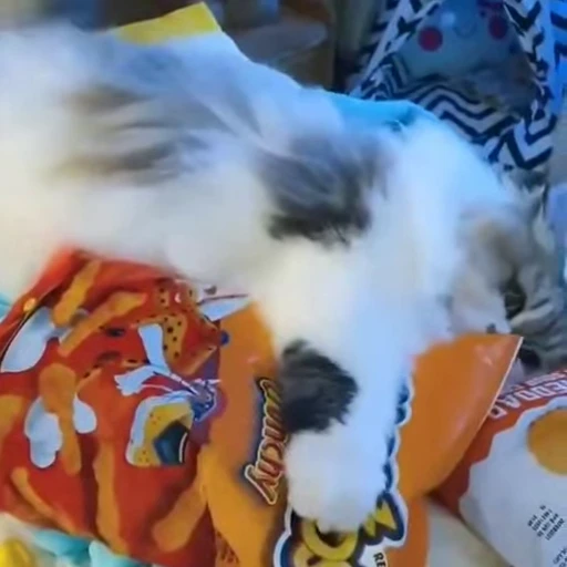 🧶 Стикер «Mood Cats» для Telegram