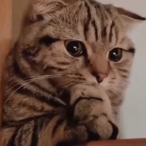 🧶 Стикер «Mood Cats» для Telegram