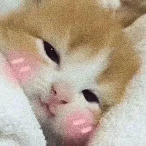 🙃 Стикер «Cat Moods» для Telegram