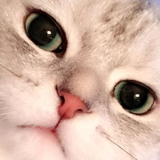 🗿 Стикер «cat pack» для Telegram