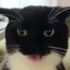 😺 Эмодзи «Cats (2)» для Telegram