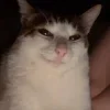 😺 Эмодзи «Cats (2)» для Telegram