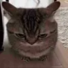 😺 Эмодзи «Cats (2)» для Telegram