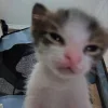 😺 Эмодзи «Cats (2)» для Telegram