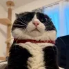 😺 Эмодзи «Cats (2)» для Telegram