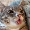 😺 Эмодзи «Cats (2)» для Telegram
