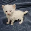 😺 Эмодзи «Cats (2)» для Telegram