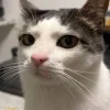 😺 Эмодзи «Cats (2)» для Telegram