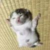 😺 Эмодзи «Cats (2)» для Telegram