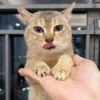 😺 Эмодзи «Cats (2)» для Telegram