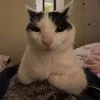 😺 Эмодзи «Cats (2)» для Telegram