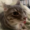 Стикерпак Cats (2) для Telegram