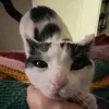 😺 Эмодзи «Cats (2)» для Telegram