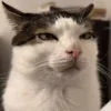 😺 Эмодзи «Cats (2)» для Telegram