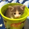😺 Эмодзи «Cats (2)» для Telegram