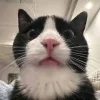 😺 Эмодзи «Cats (2)» для Telegram