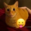 😺 Эмодзи «Cats (2)» для Telegram