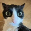 😺 Эмодзи «Cats (2)» для Telegram