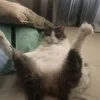 😺 Эмодзи «Cats (2)» для Telegram