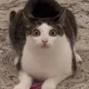 😺 Эмодзи «Cats (2)» для Telegram