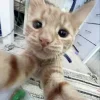 😺 Эмодзи «Cats (2)» для Telegram