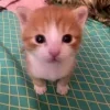 😺 Эмодзи «Cats (2)» для Telegram