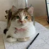 😺 Эмодзи «Cats (2)» для Telegram