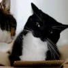 😺 Эмодзи «Cats (2)» для Telegram