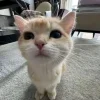 😺 Эмодзи «Cats (2)» для Telegram