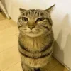 😺 Эмодзи «Cats (2)» для Telegram