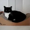 😺 Эмодзи «Cats (2)» для Telegram
