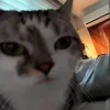 😺 Эмодзи «Cats (2)» для Telegram