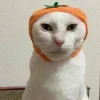 😺 Эмодзи «Cats (2)» для Telegram