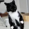 😺 Эмодзи «Cats (2)» для Telegram