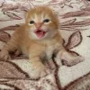 😺 Эмодзи «Cats (2)» для Telegram