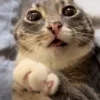 😺 Эмодзи «Cats (2)» для Telegram