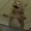 😺 Эмодзи «Cats (2)» для Telegram