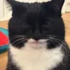 😺 Эмодзи «Cats (2)» для Telegram